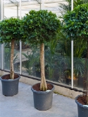 Foto van Ficus nitida compacta stam (160-180) 180 cm via burobloemen