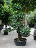 Foto van Ficus nitida bonsai 260 cm via burobloemen