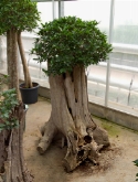 Foto van Ficus nitida compacta stam 1 head thick wood (110) 140 cm via burobloemen