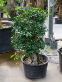 Foto van Ficus panda bonsai 240 cm via burobloemen