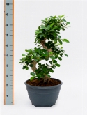 Foto van Ficus panda s-stam 80 cm via burobloemen