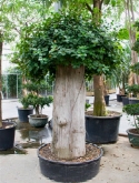 Foto van Ficus panda stam extra (260-280) 270 cm via burobloemen