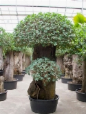 Foto van Ficus panda stam extra (275-³25) 280 cm via burobloemen