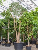 Foto van Ficus religiosa stam 850 cm via burobloemen