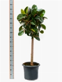 Foto van Ficus robusta stam 160 cm via burobloemen