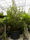 Foto van Garcinia spicata vertakt 425 cm via burobloemen