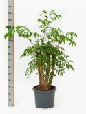 Heteropanax chiensis vertakt 120 cm  burobloemen