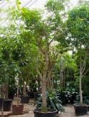 Kigalia pinnulia stam 650 cm  burobloemen