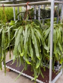 Lipisimum houlletianum hanger 40 cm  burobloemen