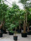 Michelia champaca stam (550-600) 600 cm  burobloemen