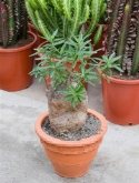 Foto van Pachypodium succulentum caudex 40 cm via burobloemen