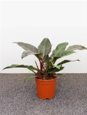 Philodendron imperial red 70 cm  burobloemen