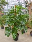 Foto van Philodendron pertusem mosstok 180 180 cm via burobloemen