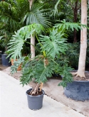 Foto van Philodendron selloum stam (70-90) 200 cm via burobloemen