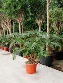 Foto van Philodendron xanadu bush 120 cm via burobloemen