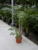 Foto van Philodendron xantal bush 175 cm via burobloemen
