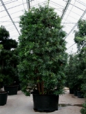 Foto van Podocarpus macrophyllus bush 385 cm via burobloemen
