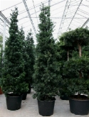 Foto van Podocarpus macrophyllus pyramide (400-425) 425 cm via burobloemen