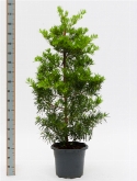 Foto van Podocarpus macrophyllus pyramide 170 cm via burobloemen