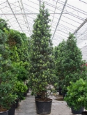 Foto van Podocarpus macrophyllus pyramide 500 cm via burobloemen