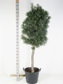 Podocarpus macrophyllus stam (200-250) 225 cm  burobloemen