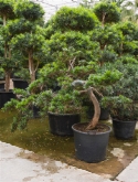 Podocarpus macrophyllus cascade 175 cm  burobloemen