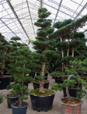 Foto van Podocarpus macrophyllus bonsai (³50-400) 375 cm via burobloemen