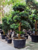 Foto van Podocarpus macrophyllus bonsai (³25-³50) 325 cm via burobloemen