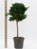 Foto van Podocarpus macrophyllus stam|bush 180 cm via burobloemen