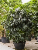 Rhapis excelsa bush 375 cm  burobloemen