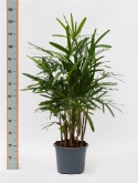 Rhapis excelsa bush 130 cm  burobloemen