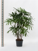 Rhapis excelsa bush (140-160) 140 cm  burobloemen