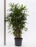 Rhapis excelsa bush (170-190) 170 cm  burobloemen