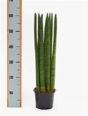 Foto van Sansevieria cylindrica straight straight 60 cm via burobloemen