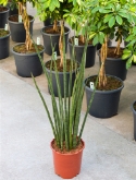 Sansevieria desertii toef 90 cm  burobloemen