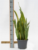 Foto van Sansevieria laurentii toef 85 cm via burobloemen