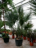 Foto van Sabal palmetto stam 250 cm via burobloemen