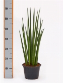 Foto van Sansevieria spikes spikes 70 cm via burobloemen