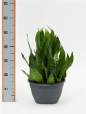 Foto van Sansevieria zeylanica compacta toef 40 cm via burobloemen
