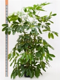 Foto van Schefflera amate vertakt 200 cm via burobloemen