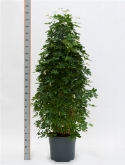 Schefflera arboricola pyramide|bush (220-240) 220 cm  burobloemen