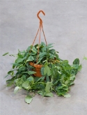 Foto van Scindapsus pictus hangpot 45 cm via burobloemen