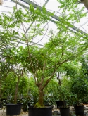 Spondia dulcis stam vertakt 500 cm  burobloemen