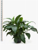 Foto van Spathiphyllum sensation ³pp 150 cm via burobloemen