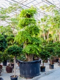 Foto van Tamarindus indica stam bonsai 450 cm via burobloemen