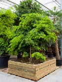 Tamarindus indica stam bonsai 400 cm  burobloemen