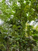 Terminalia catappa stam 850 cm  burobloemen