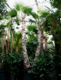 Foto van Washingtonia robusta 2-stam (425-525) 800 cm via burobloemen