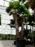 Washingtonia robusta 2-stam (425) 775 cm  burobloemen