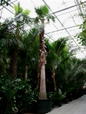 Washingtonia robusta (florida) stam (525) 750 cm  burobloemen